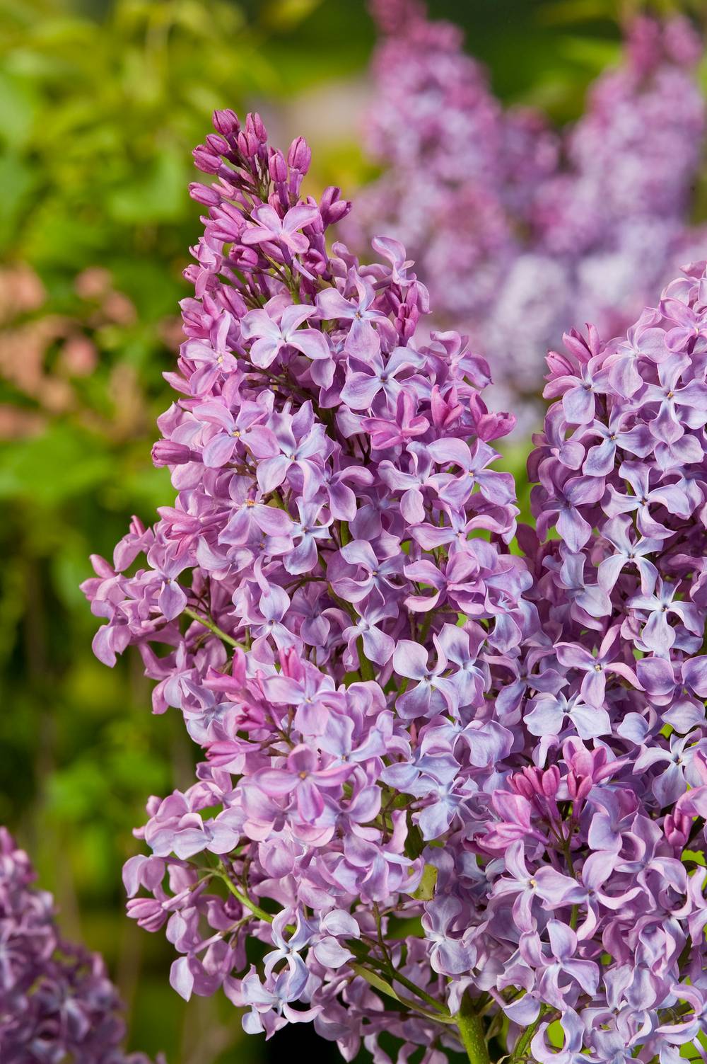 Syringa vulgaris 'Prince Wolkonsky' - Lilas