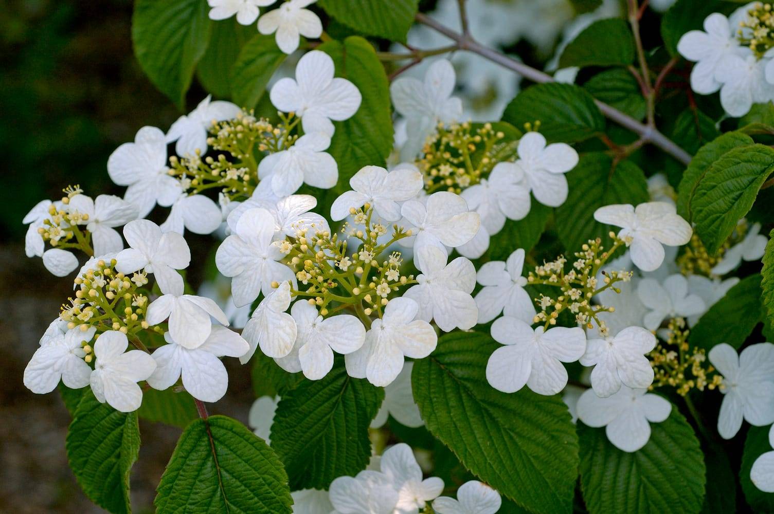 Viburnum plicatum 'Summer Snowflake' - Viorne plissée