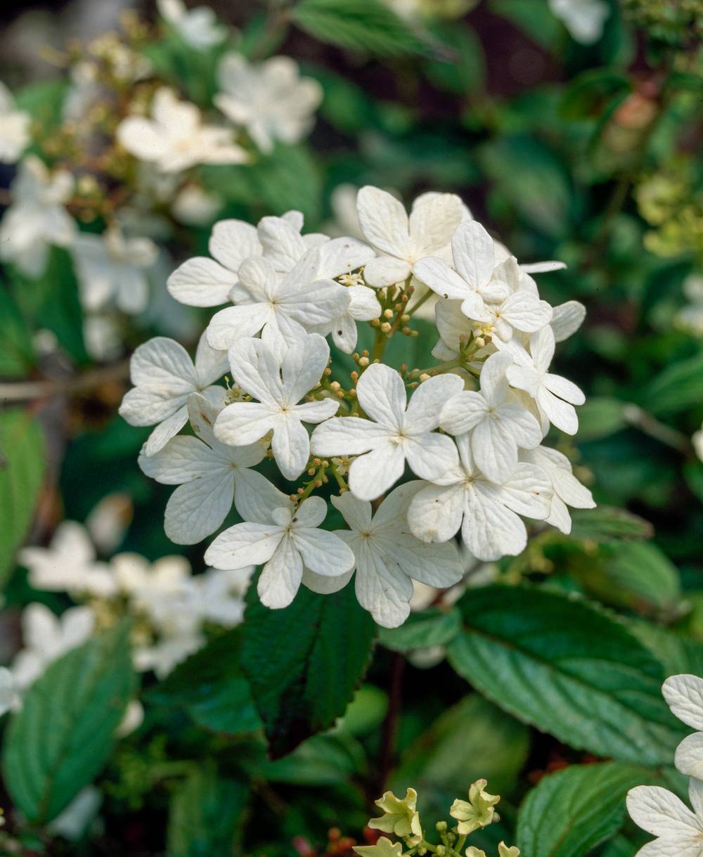 Viburnum plicatum 'Watanabe' - Viorne plissée