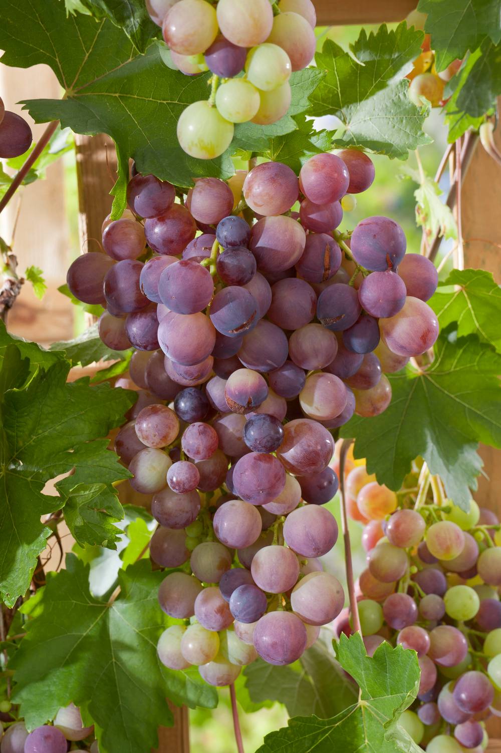 Vigne 'Cardinal'