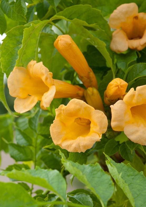 Campsis radicans 'Flava'- Bignogne