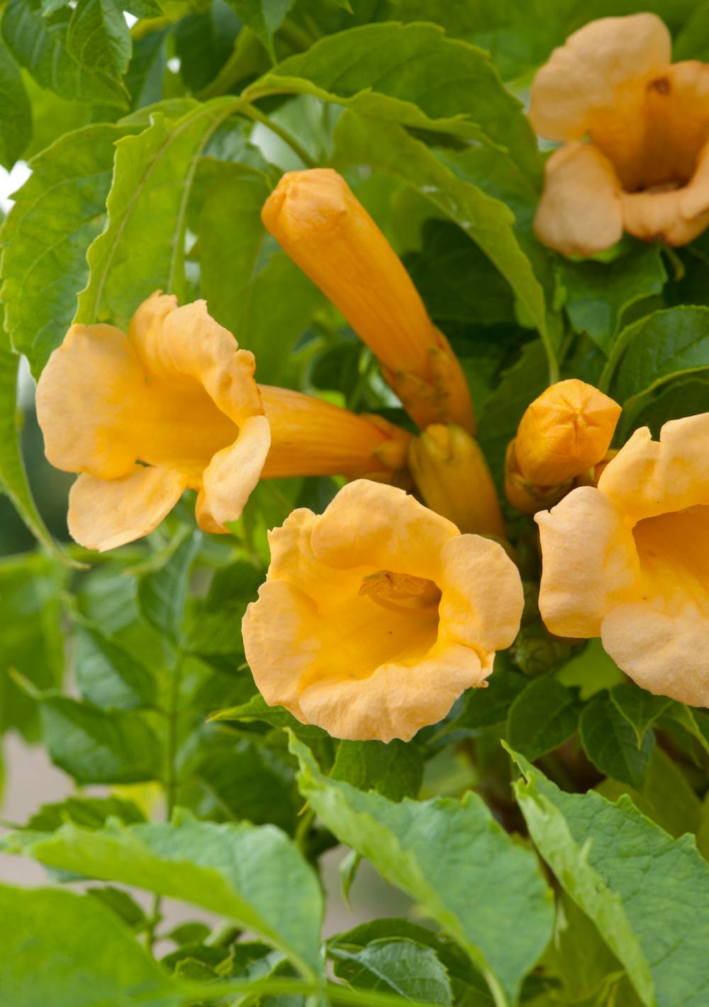 Campsis radicans 'Flava'- Bignogne