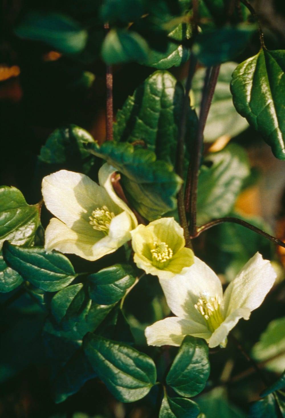 Clématite cirrhosa 'Wisley Cream' - Clematis