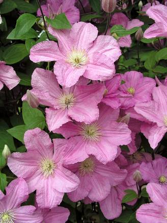 Clématite 'Comtesse De Bouchaud' - Clematis