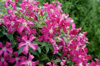 Clématite 'Madame Julia Correvon' - Clematis