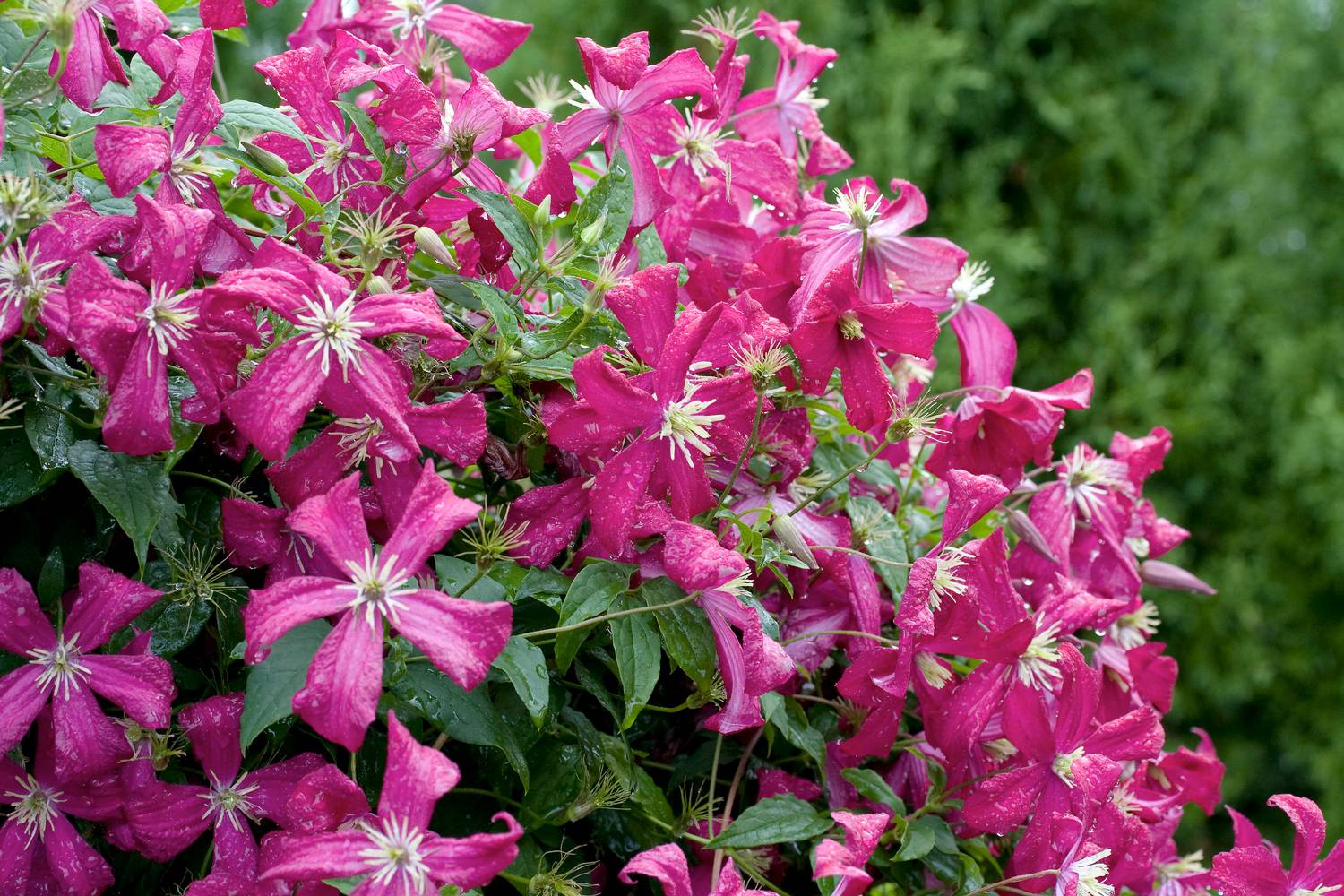 Clématite 'Madame Julia Correvon' - Clematis