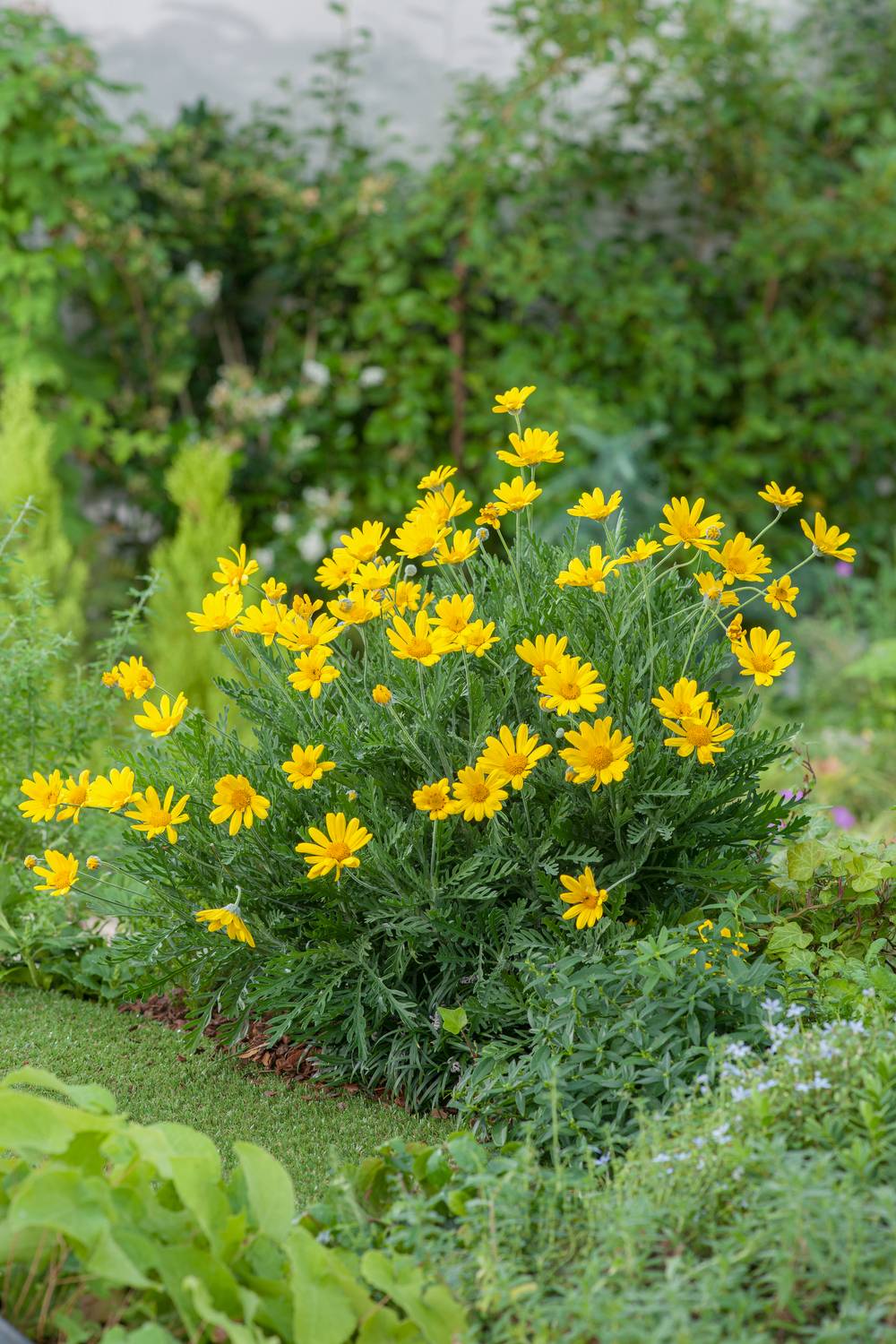 Euryops chrysanthemoides - Marguerite des savanes