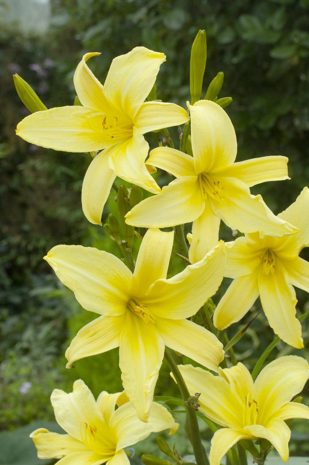 Hemerocallis 'Citrina' - Hémerocalle (Lys d'un jour)