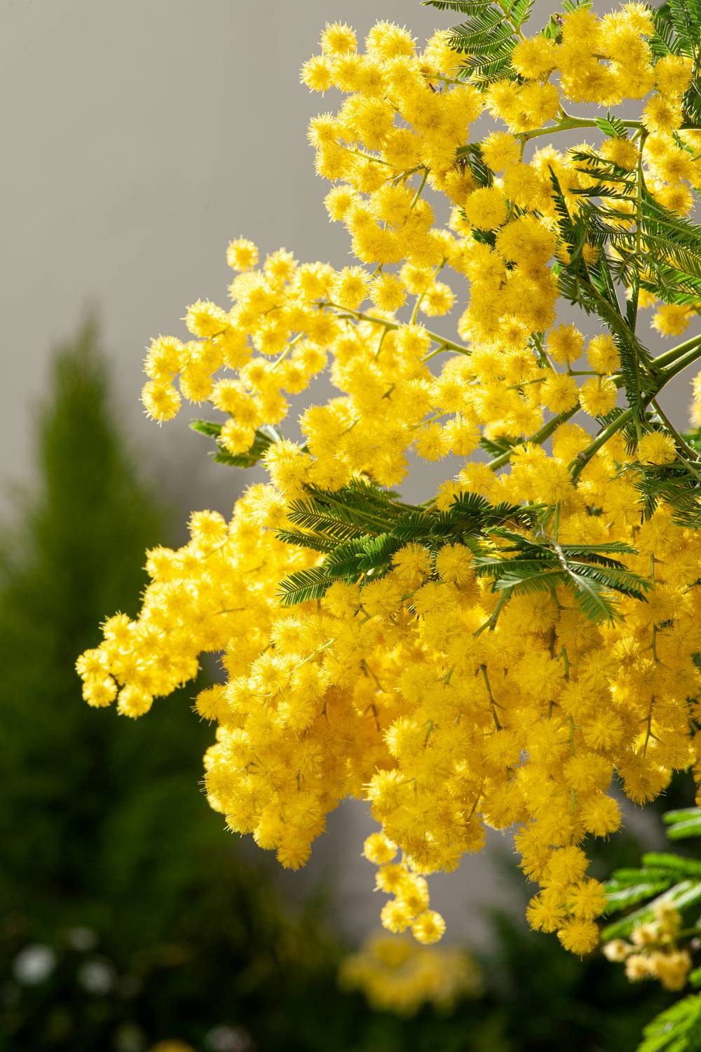 Acacia dealbata 'Gaulois Astier' - Mimosa d'hiver