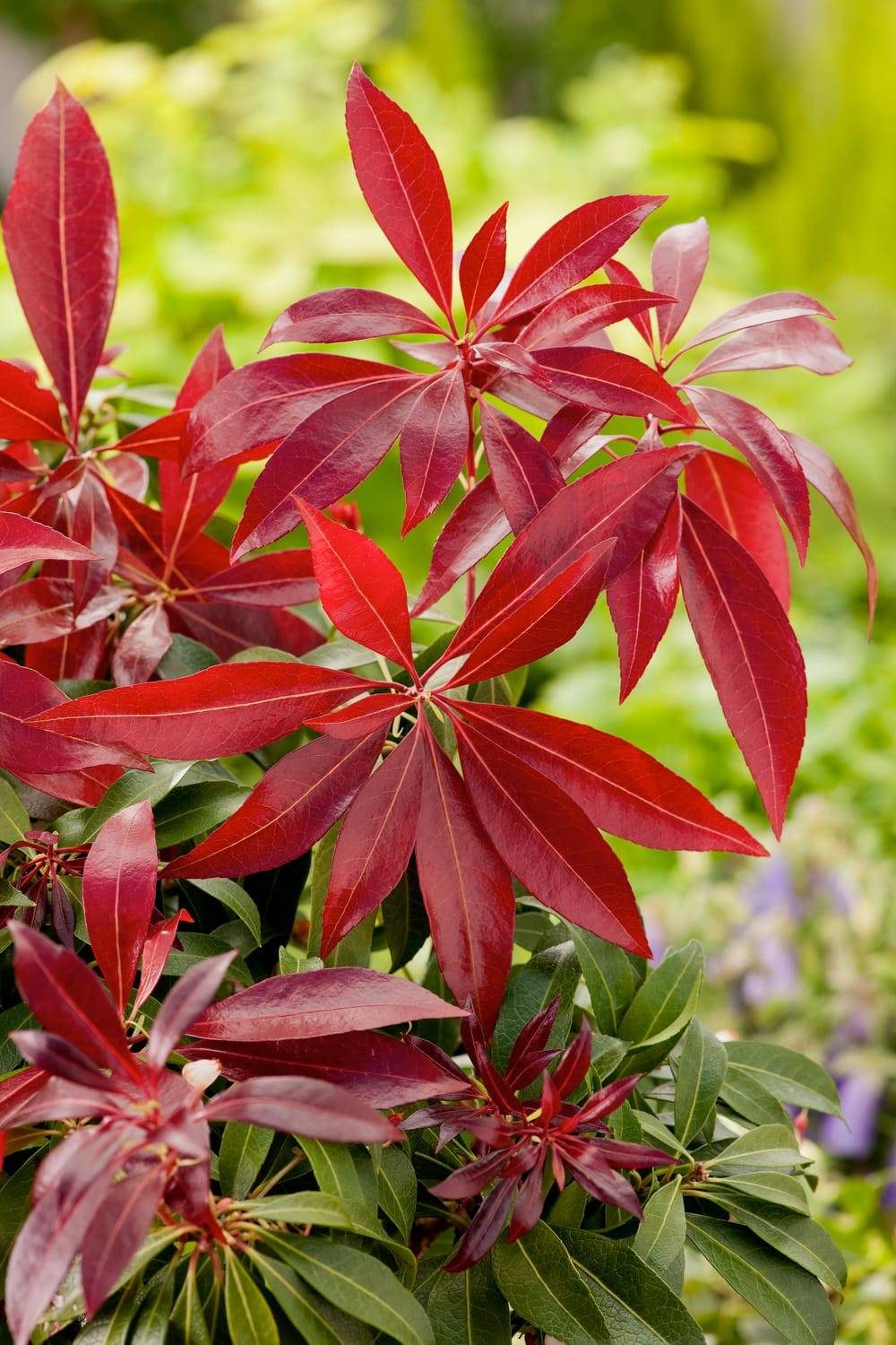 Pieris japonica 'Katsura' - Andromède du Japon