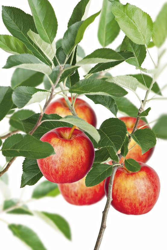 Pommier 'Mondial Gala®' : taille en demi-tige, en pot de 12L