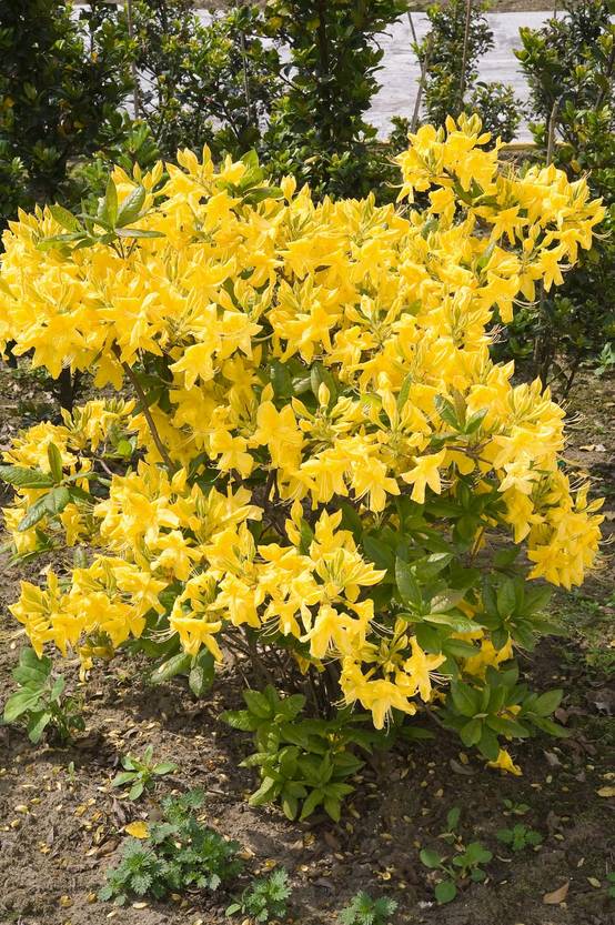 Azalea mollis 'Anneke' - Azalée de Chine