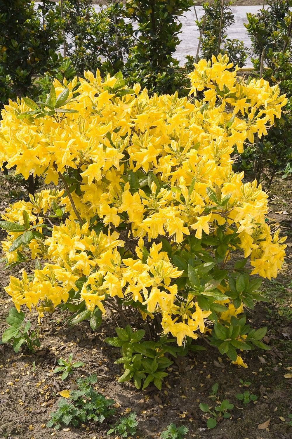 Azalea mollis 'Anneke' - Azalée de Chine