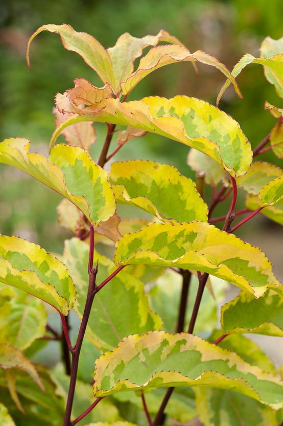 Stachyurus chinensis 'Joy Foreven'