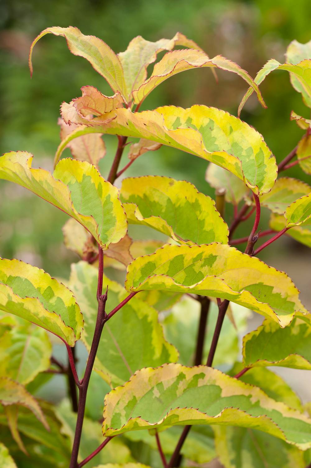 Stachyurus chinensis 'Joy Foreven'