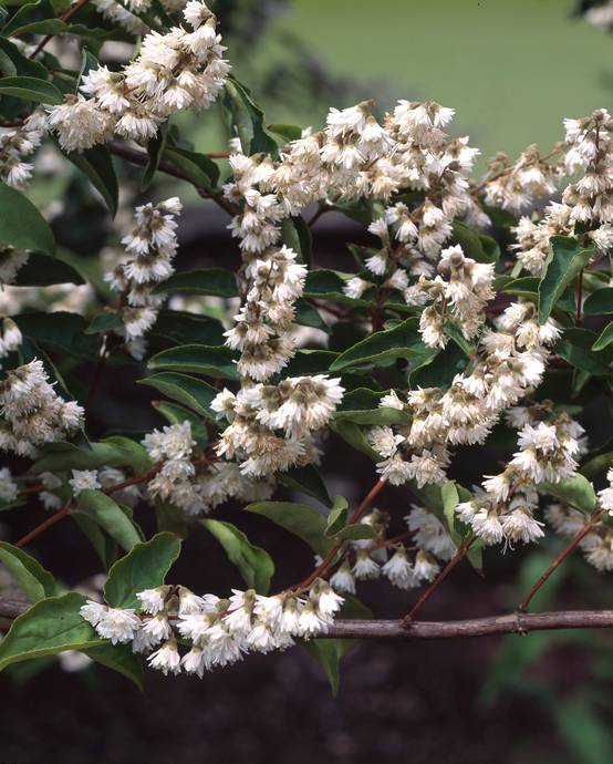 Deutzia crenata 'Pride of Rochester'