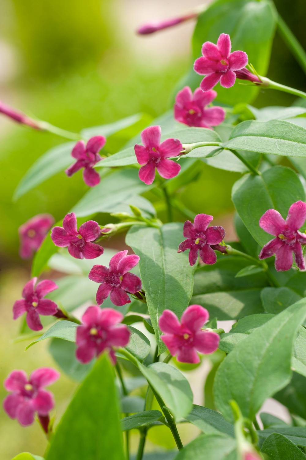 Jasminum beesianum - Jasmin rose