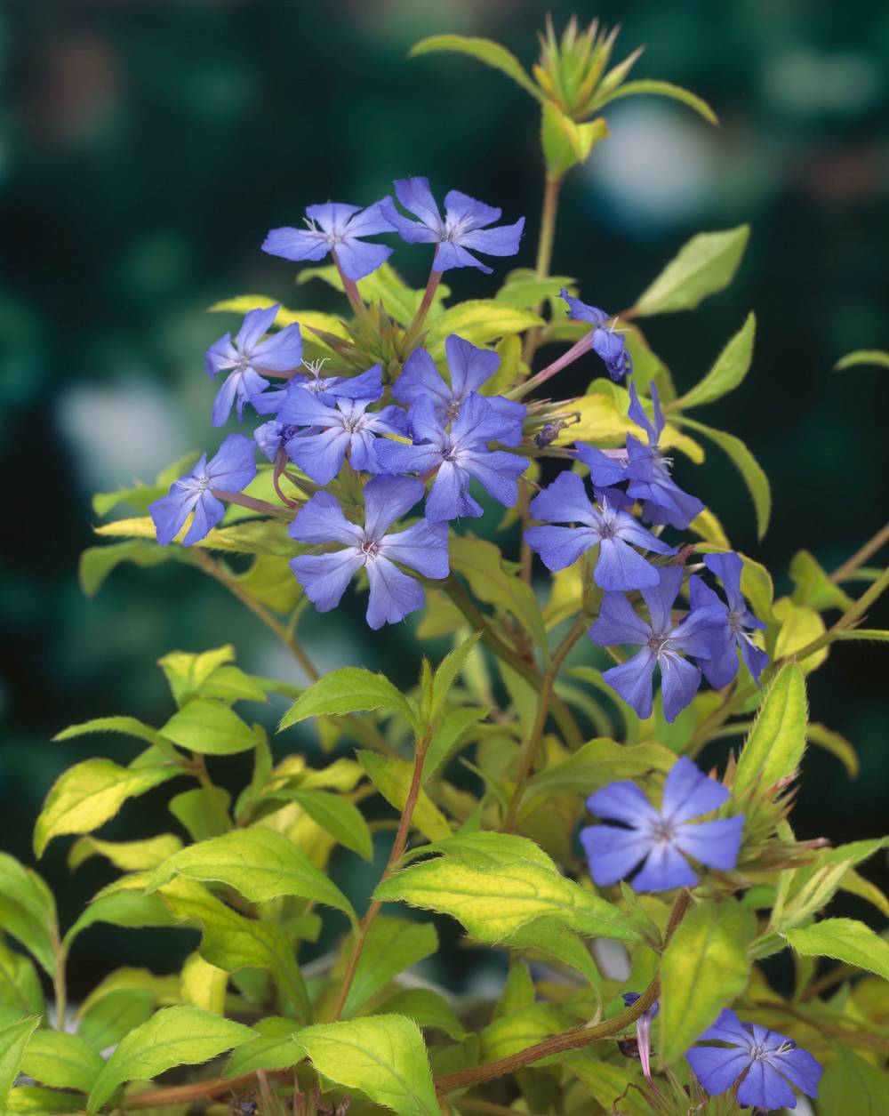 Ceratostigma willmottianum - Dentelaire bleu