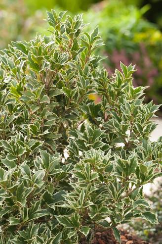 Osmanthus heterophyllus 'Variegatus' - Osmanthe