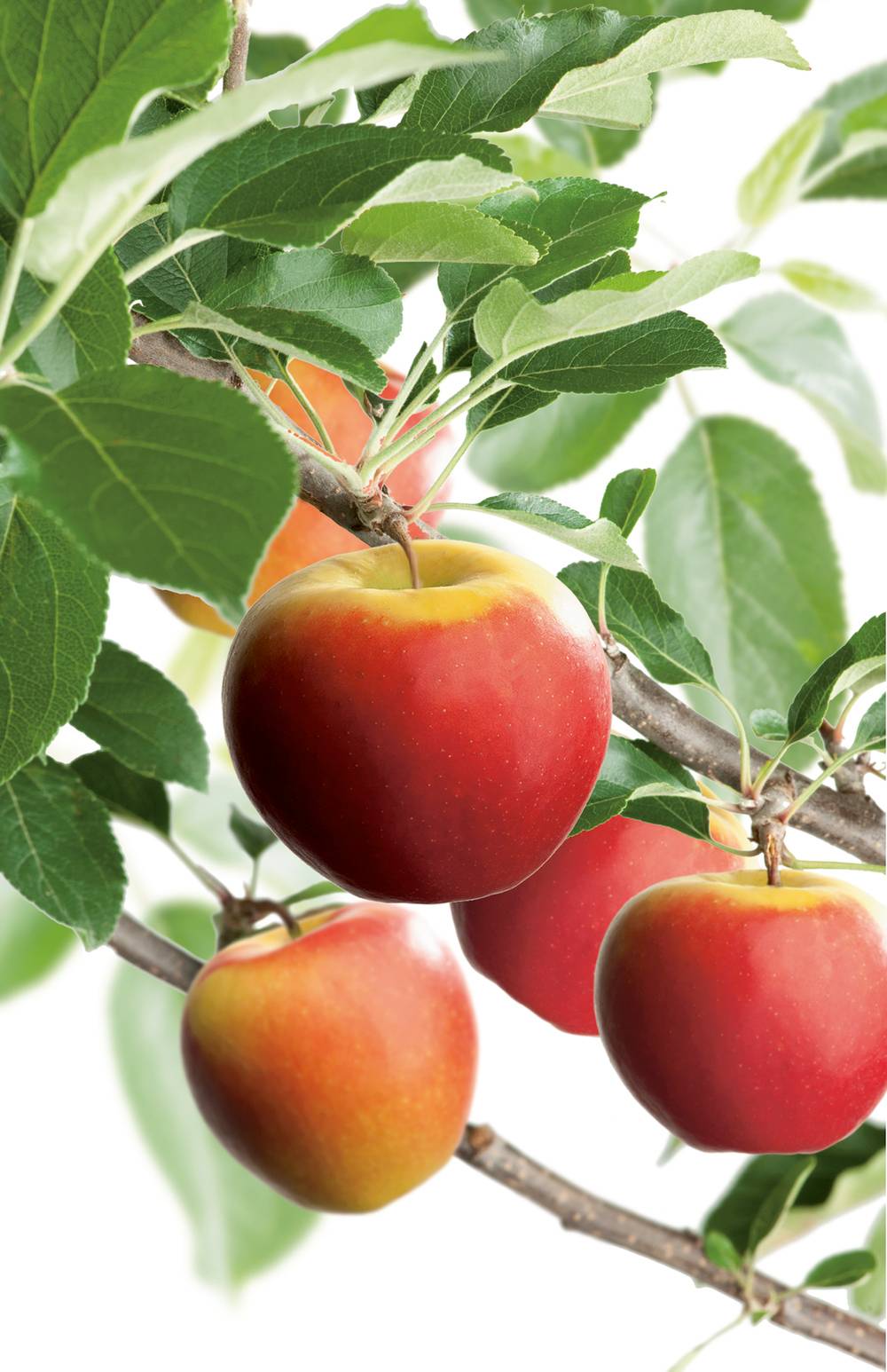 Pommier 'Elstar'