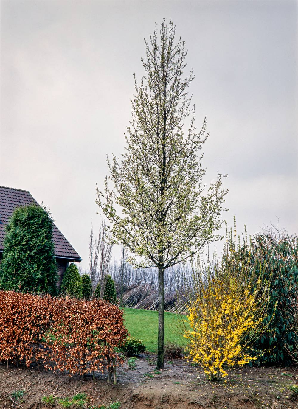 Pyrus calleryana 'Chanticleer' - Poirier d'ornement
