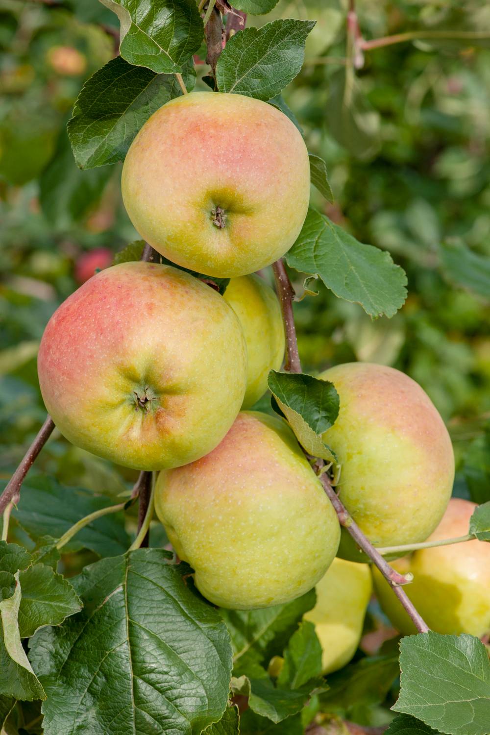 Pommier'Transparente de Croncels'