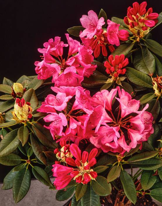 Rhododendron hybride 'Anna Rose Whitney'