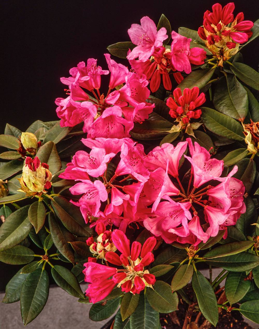 Rhododendron hybride 'Anna Rose Whitney'
