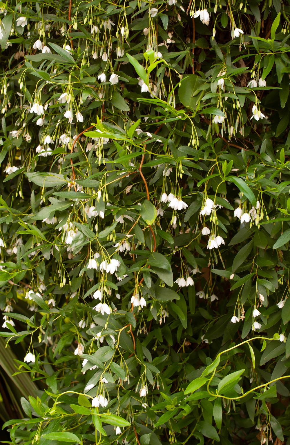 Sollya heterophylla