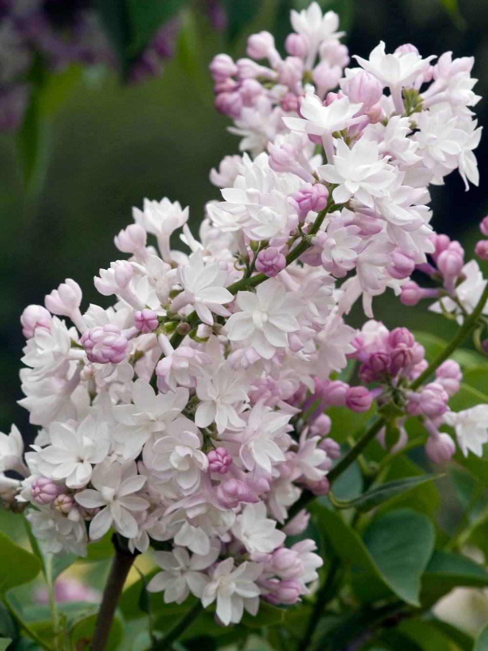 Syringa vulgaris 'Belle de Moscou' - Lilas