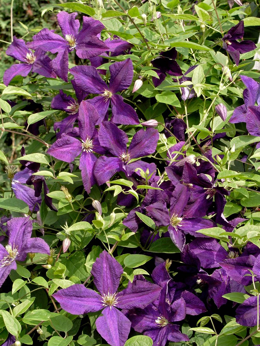 Clématite 'Polish Spirit' - Clematis