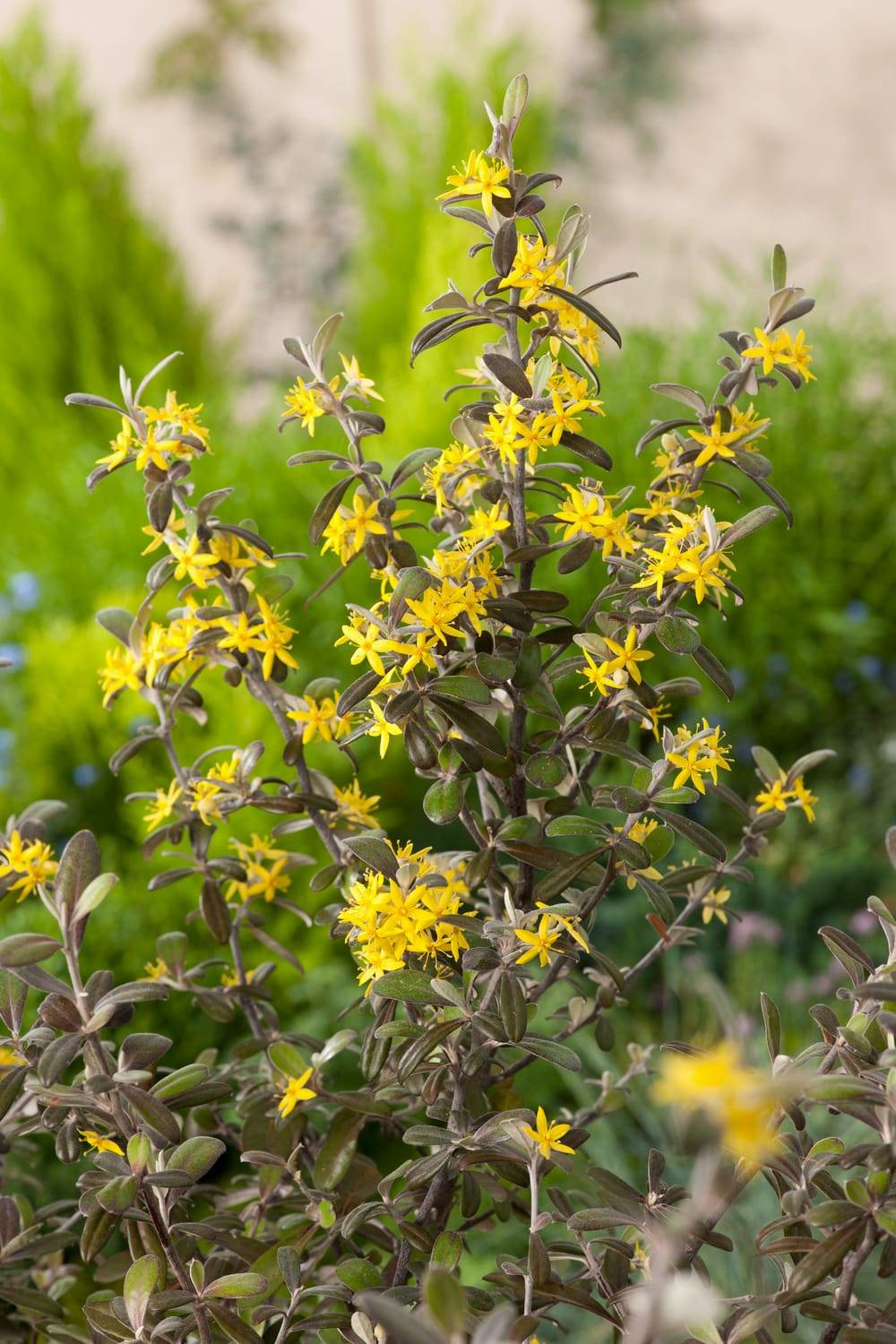 Corokia Frosted Chocolate