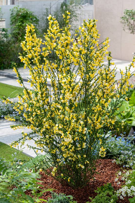 Cytisus scoparius 'Luna' - Genêt à balais