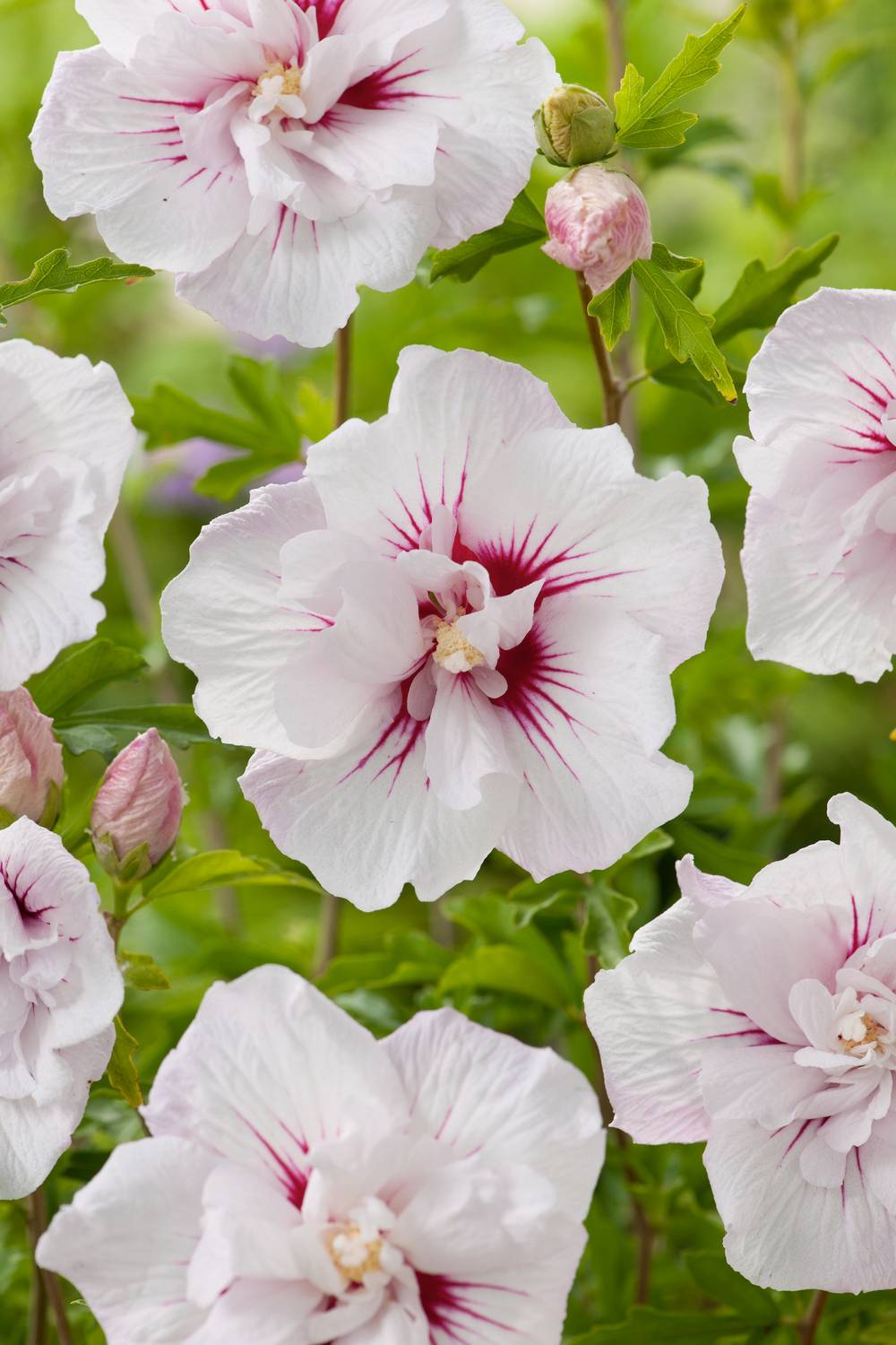 Hibiscus syriacus 'China Chiffon' - Hibiscus de jardin