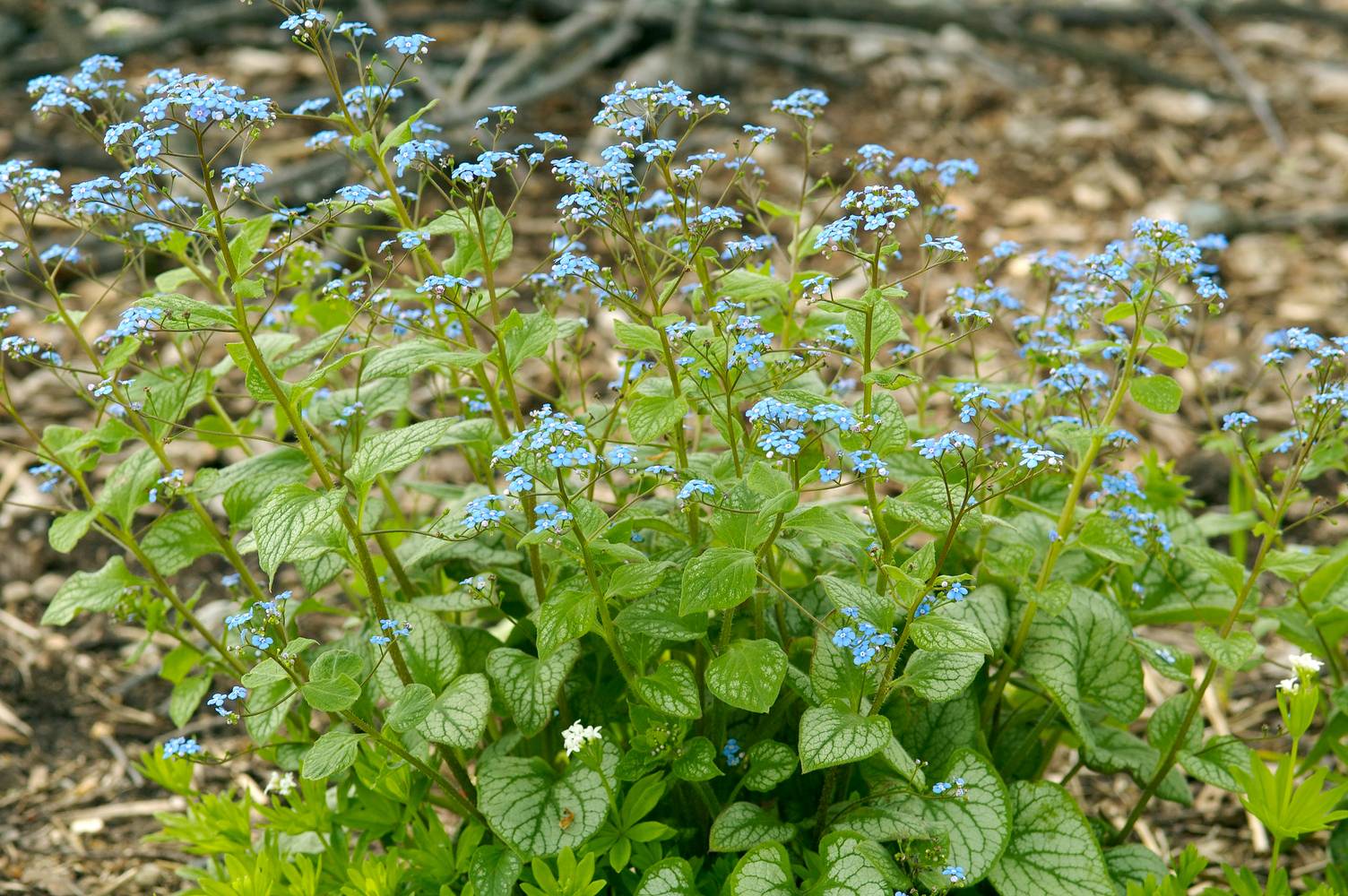 Brunnera macrophylla 'Jack Frost'