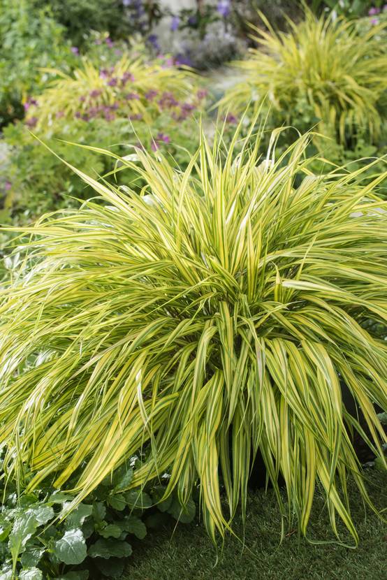 HAKONECHLOA macra 'Aureola' C5L