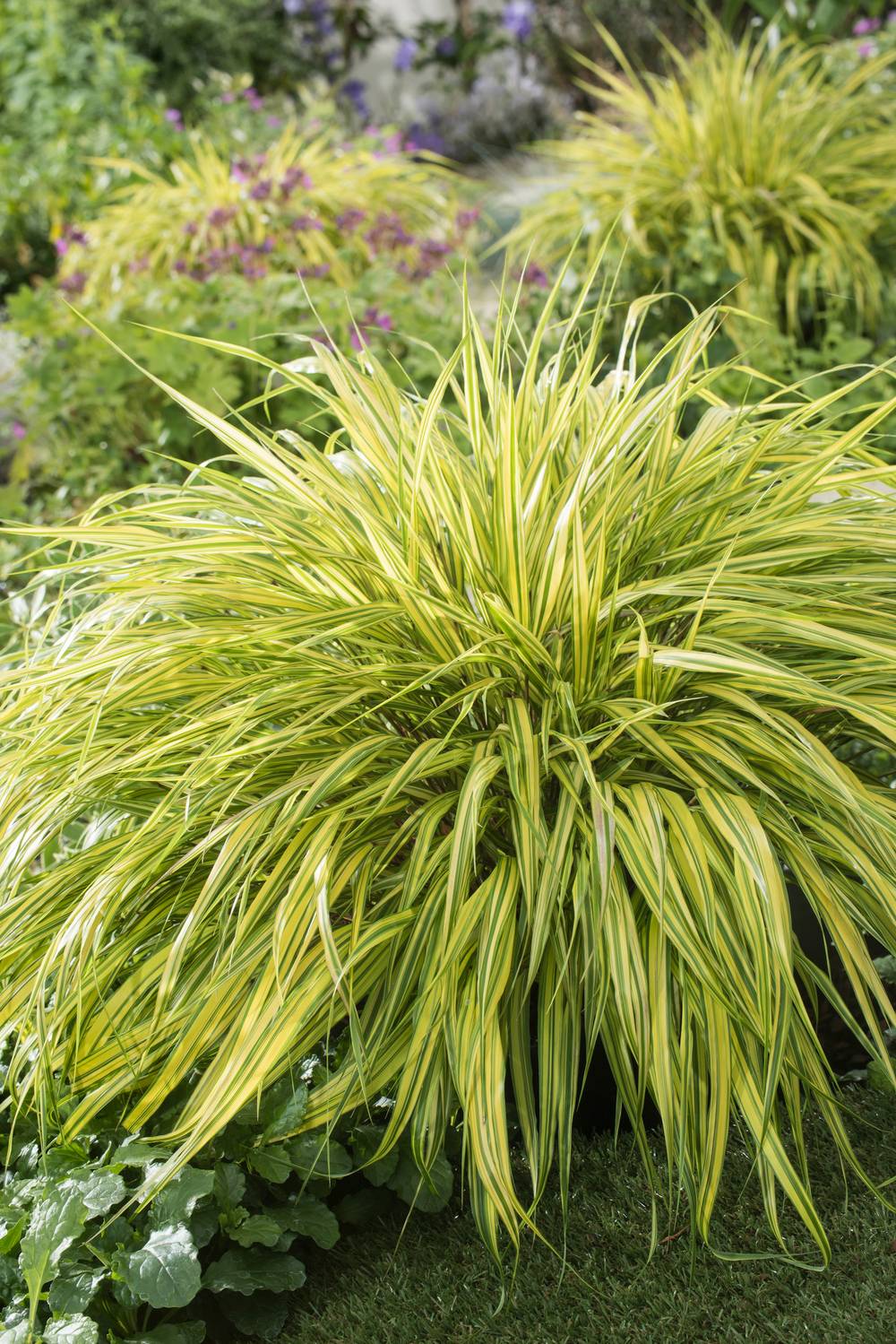 HAKONECHLOA macra 'Aureola' C5L