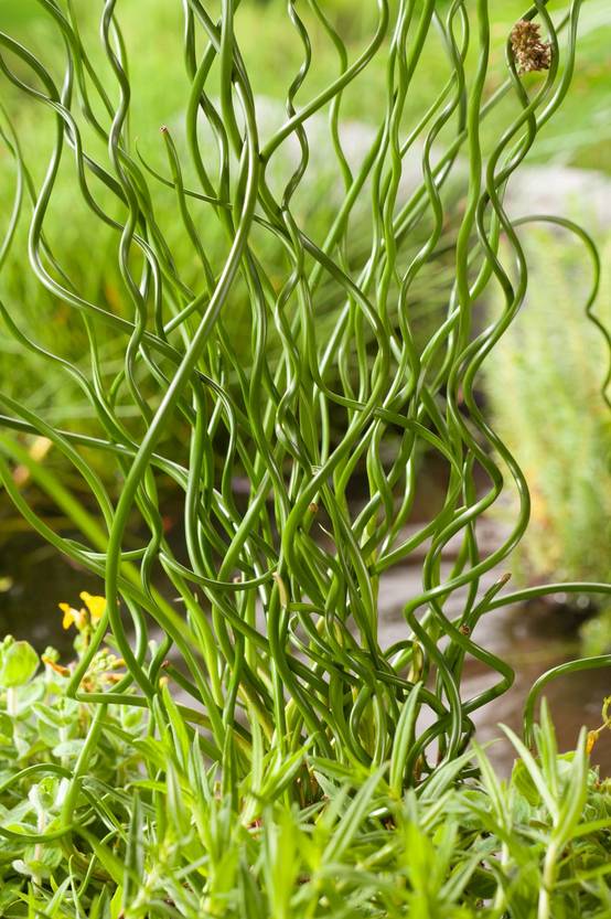 JUNCUS effusus 'Spiralis' en pot de 4 litres