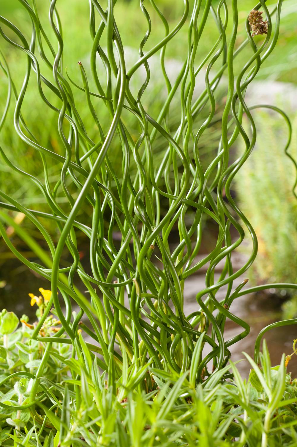 JUNCUS effusus 'Spiralis' en pot de 4 litres
