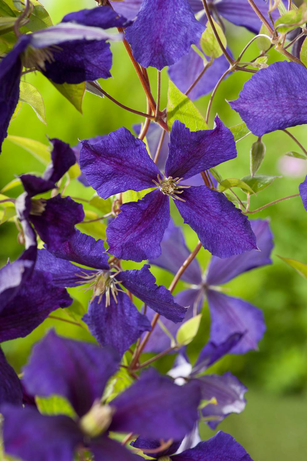 Clématite 'Jackmanii Purpurea' - Clematis
