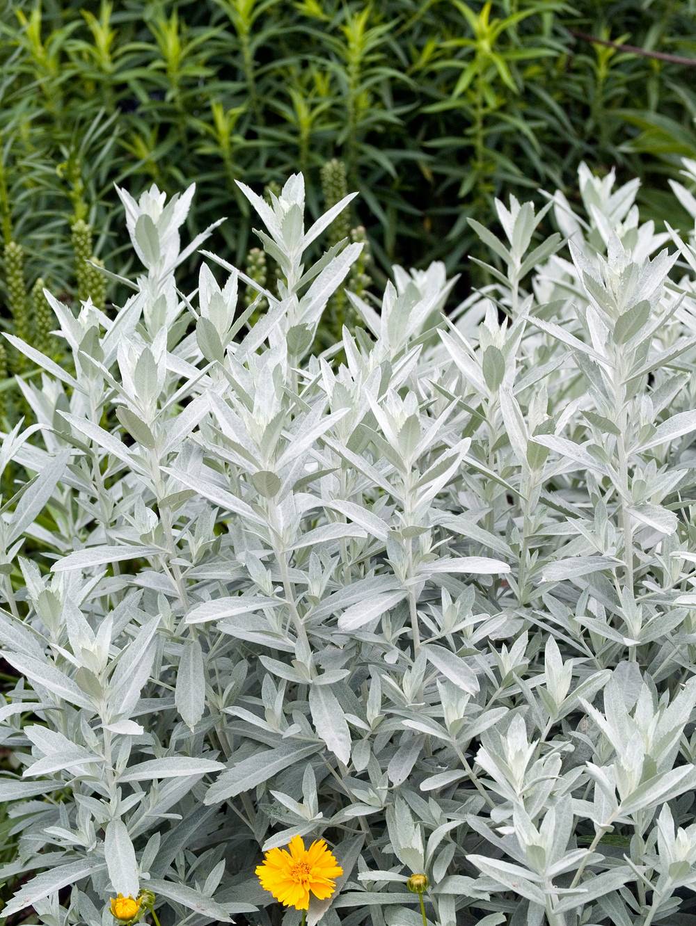 Artemisia ludoviciana 'Silver Queen' - Armoise
