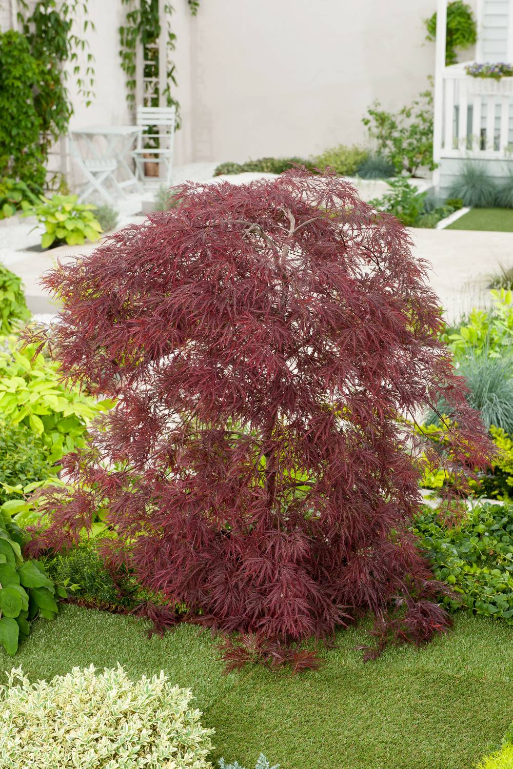 Acer palmatum dissectum 'Inaba-Shidare' - Érable du Japon