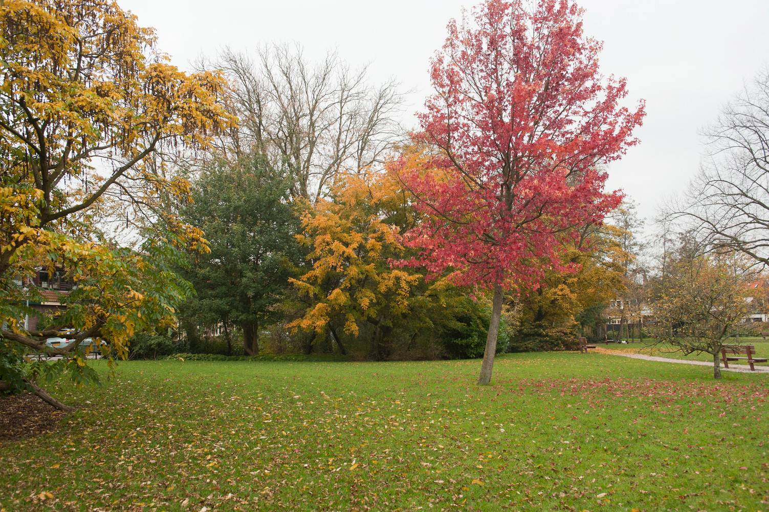 Liquidambar styraciflua - Copalme d'Amérique