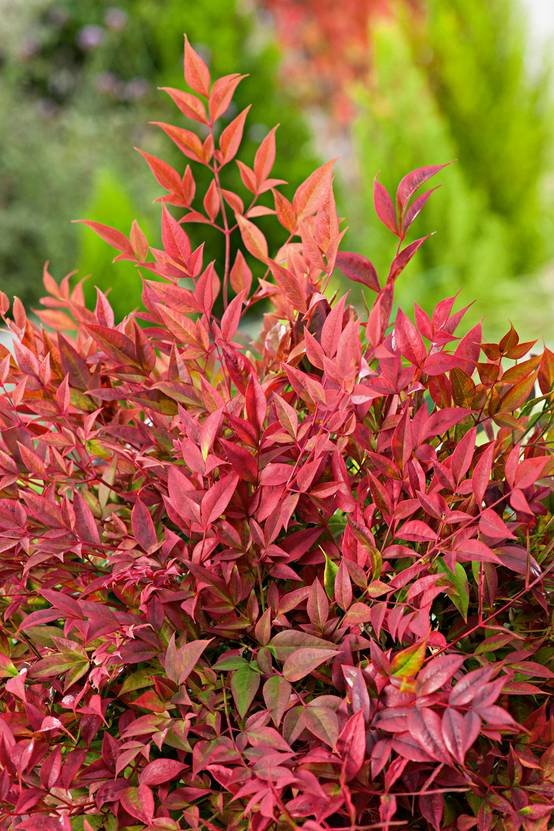 Nandina domestica 'Obsessed' - 'Seika' - Bambou sacré
