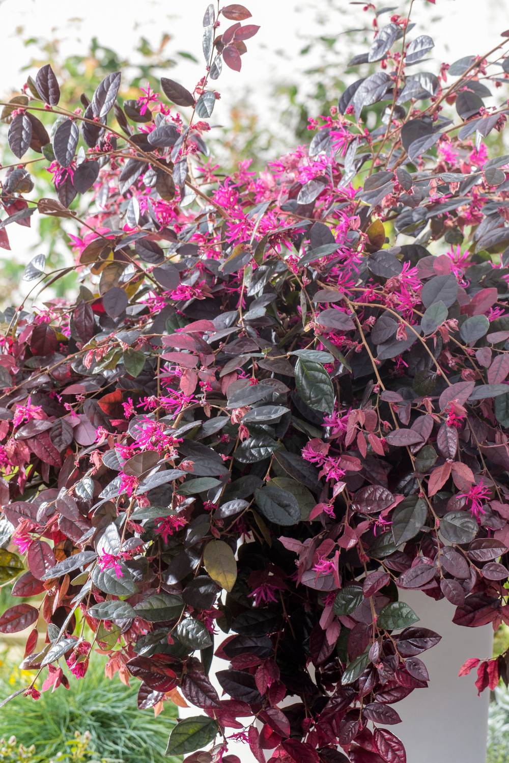 Loropetalum chinense 'Fire Dance'