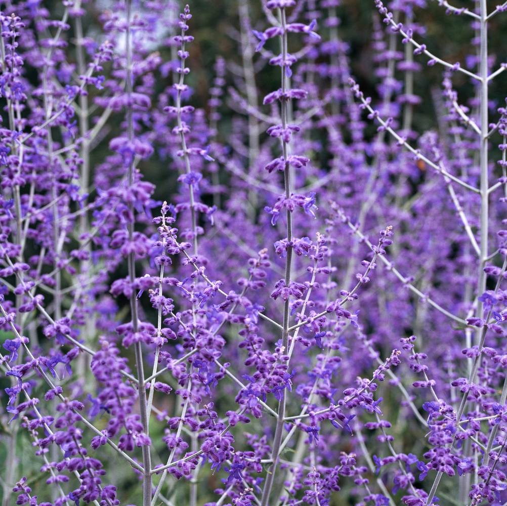 Perovskia atriplicifolia 'Blue Spire' - Sauge de Russie