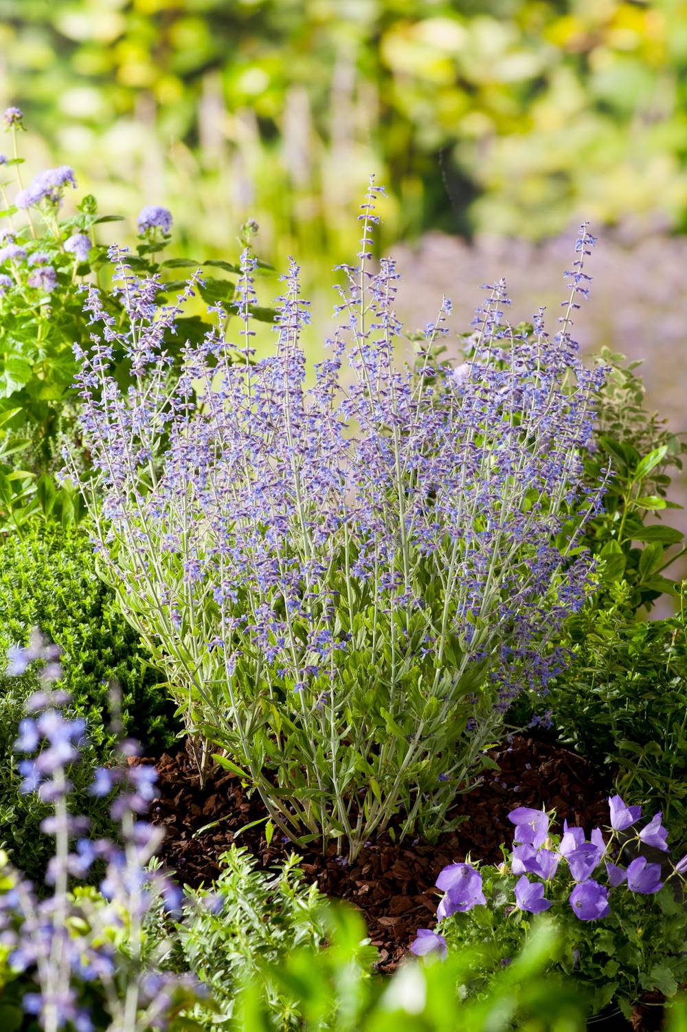 Perovskia atriplicifolia 'Little Spire' - Sauge de Russie