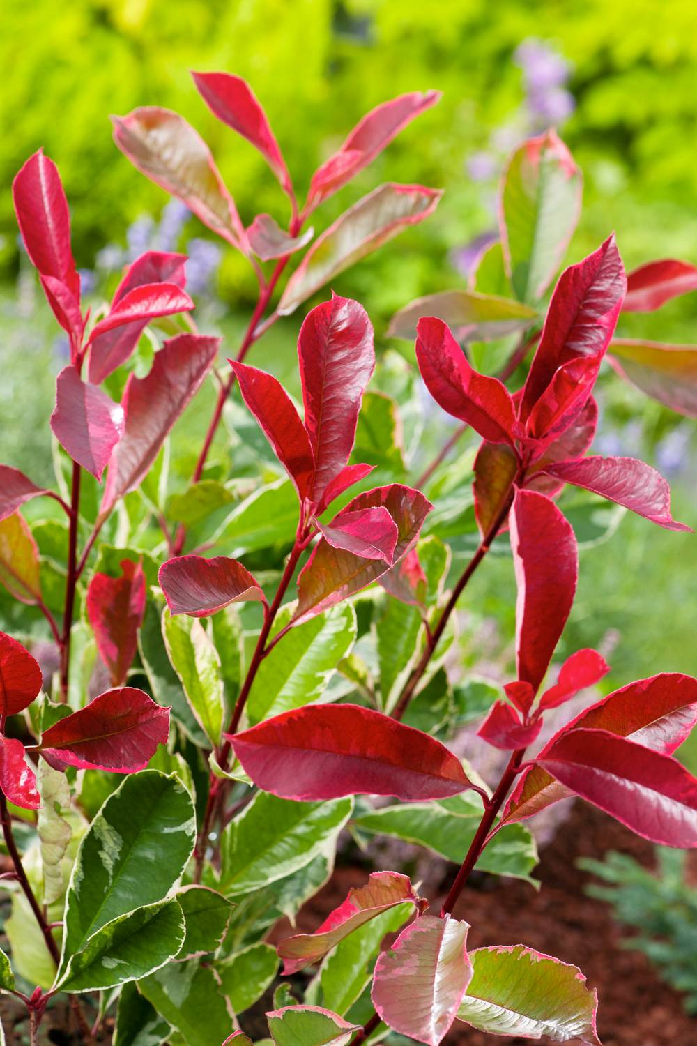 Photinia fraseri 'Pink Marble'