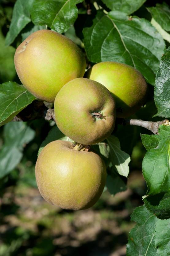 Pommier 'Reinette grise du Canada' : taille en cordon double 80cm