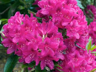 Rhododendron hybride 'Nova Zembla'